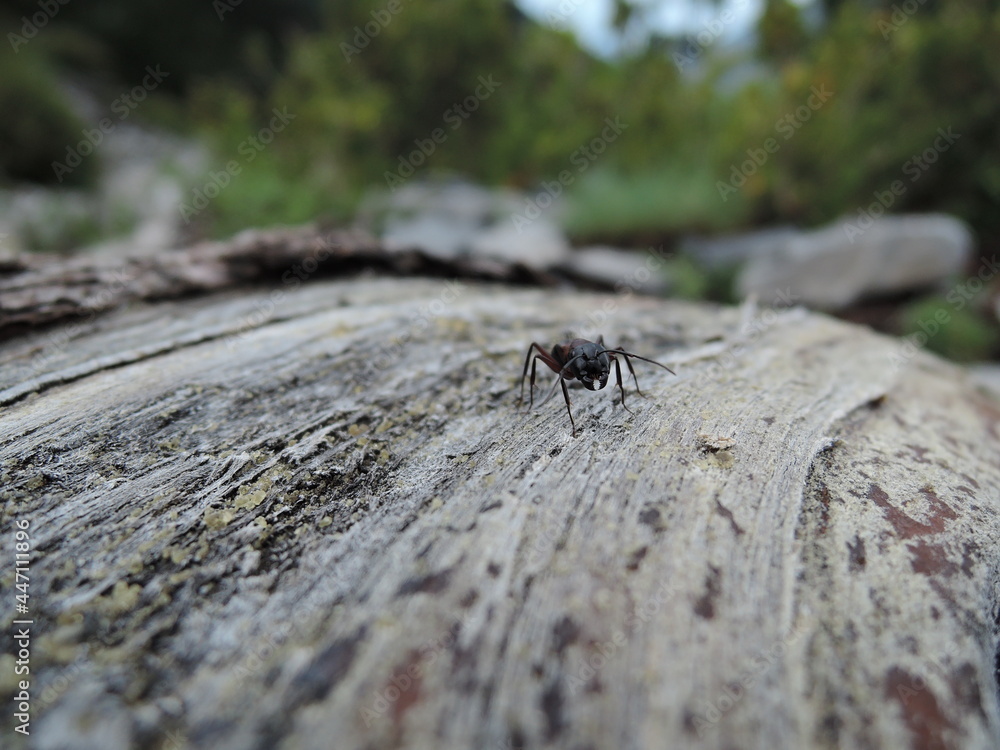 Fototapeta premium ant on the ground