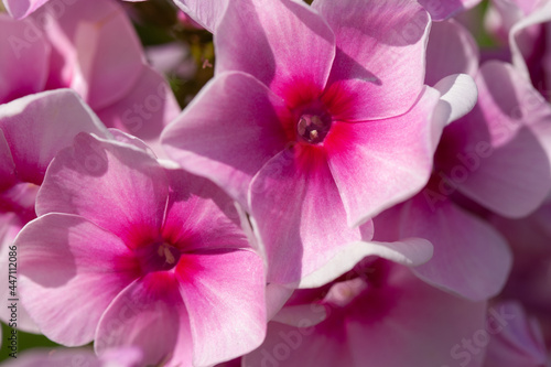 Flowering of the paniculate phlox