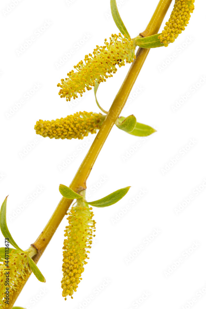 Blooming weeping willow closeup, isolated on white background Blooming weeping willow closeup, isolated on white background