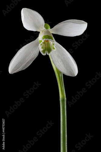 White flower of snowdrop, lat. Galanthus nivalis, isolated on black background