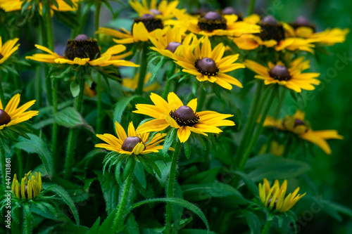 leuchtender Sonnenhut, Rudbeckia fulgidus