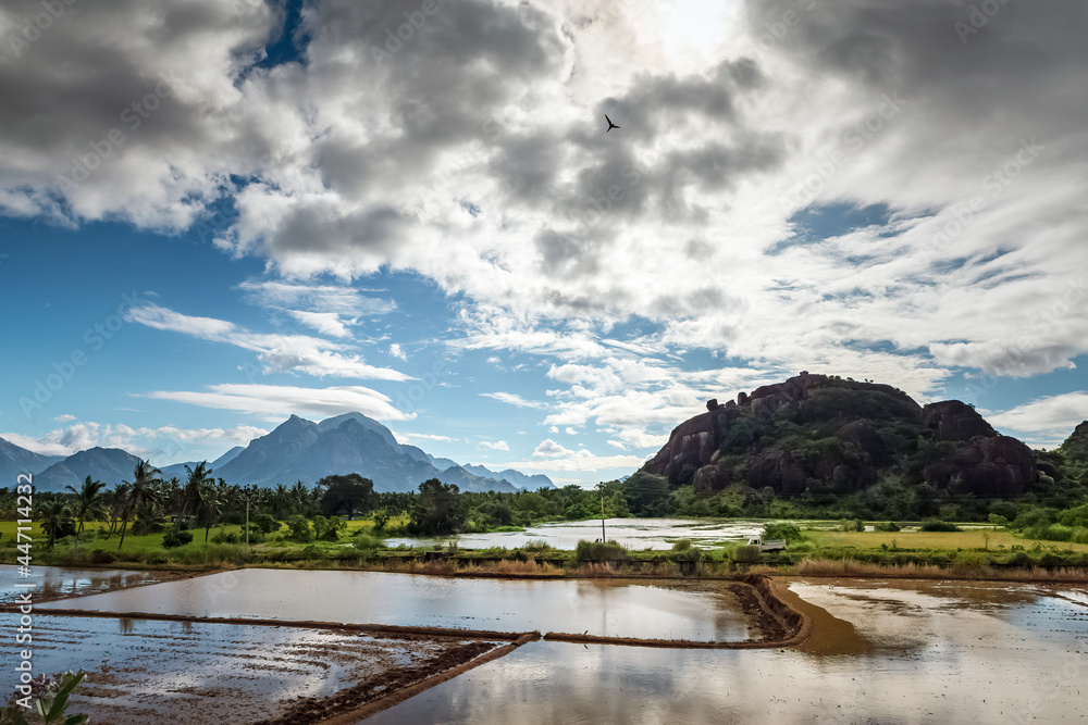 Paddy field with cloudy blue sky Mountain background.