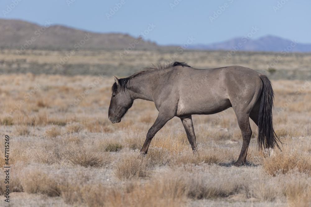 Majestic Wild Horse in the Utah Desert