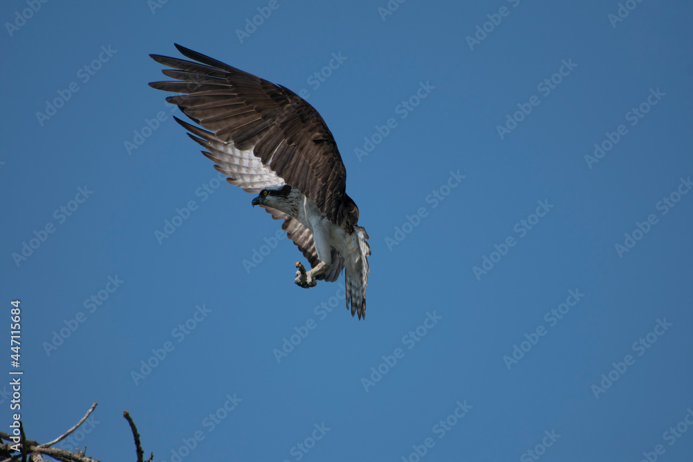 Fototapeta premium osprey