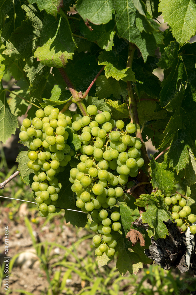 MEDOC (Gironde, France), raisin et vignes