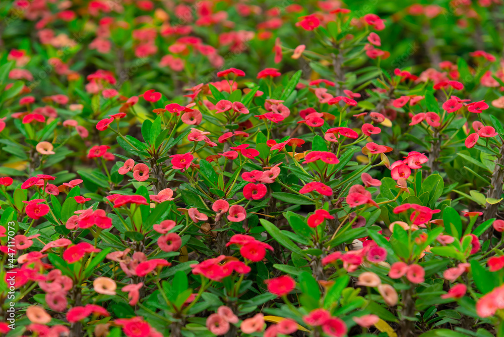 Euphorbia milii Euphorbia milii