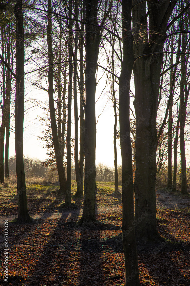 Fototapeta premium Autumn, wood, sunlight, against light, shadow, Nature, forest