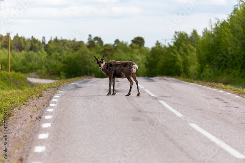 Raindeer on the road looking backwards