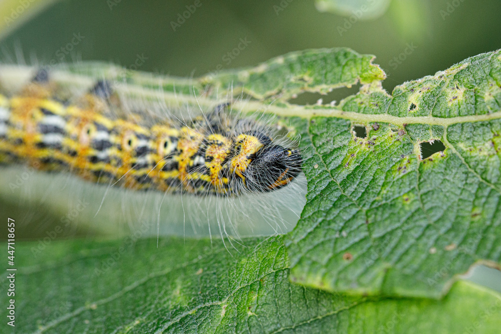 a large yellow and black insect caterpillar eats the green leaves of a shrub.