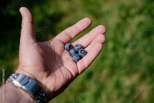 hand picking blueberries from tree
