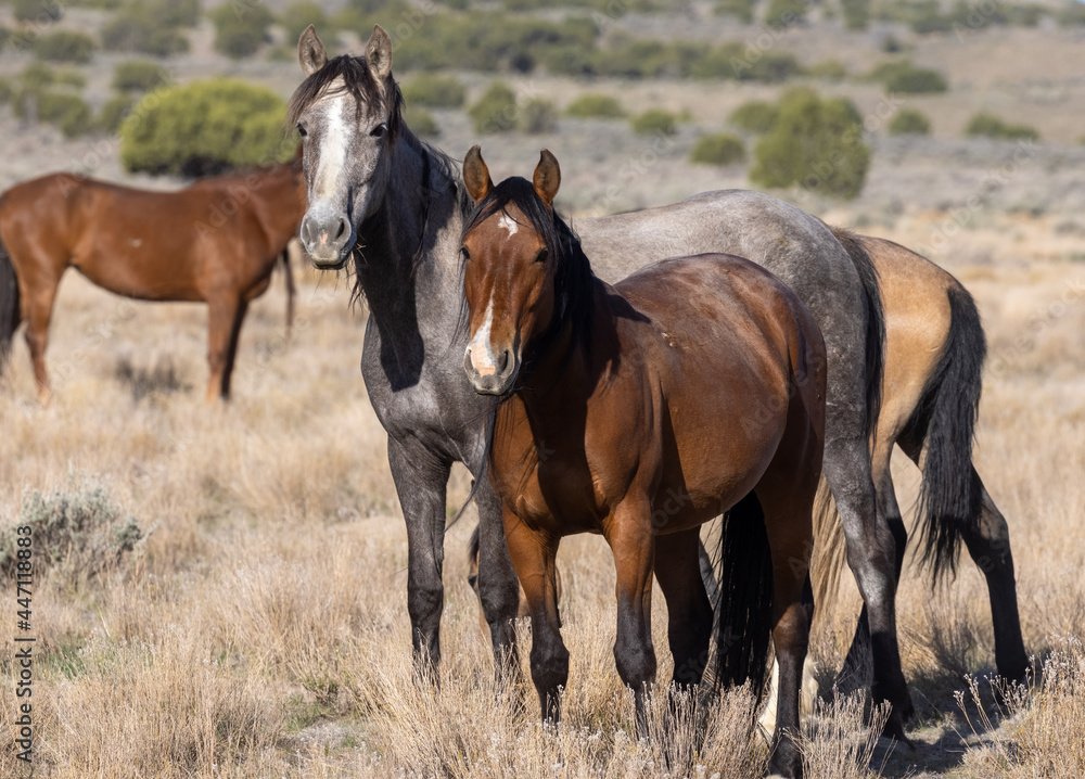 Herd of Wild Horses in the Utah Desert Herd of Wild Horses in the Utah Desert