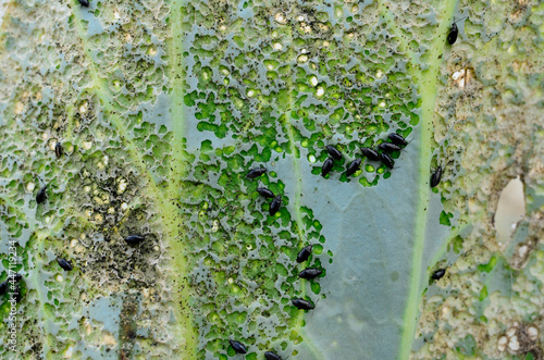 Cabbage leaf was eaten by aphids closeup. Concept of gardening and vegetable growing, fight against parasites, aphids. photo