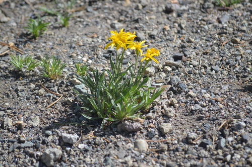 Yellow flower in deserted land