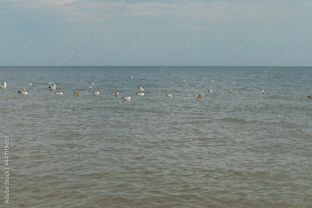 wild gulls floating in the sea