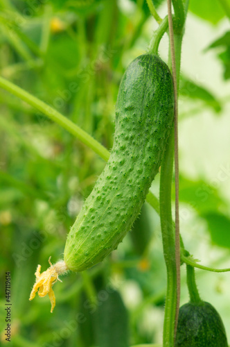 Ripe cucumber on a branch in the garden on a green background.