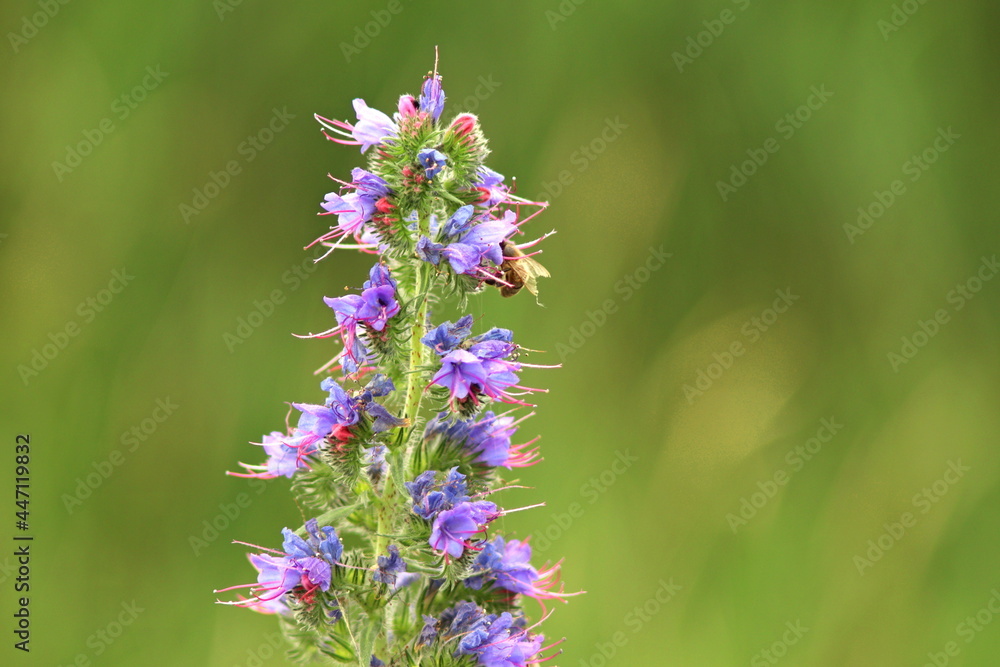 Echium vulgare a blue-flowering plant called Viper's Bugloss or Blue weed, Polish name Zmijowiec zwyczajny(żmijowiec zwyczajny), blue weed. Echium vulgare a blue-flowering plant called Viper's Bugloss or Blue weed, Polish name Zmijowiec zwyczajny(żmijowiec zwyczajny), blue weed.