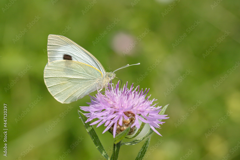 Large cabbage white (Pieris brassicae). Large cabbage white (Pieris brassicae).