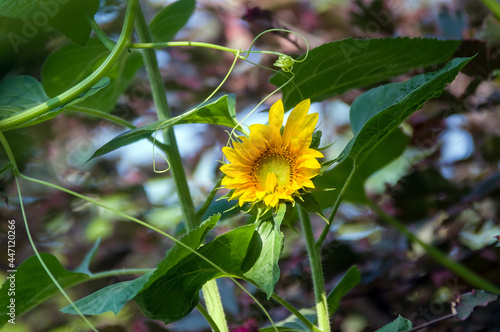 Mały ozdobny kwiat słonecznika w pięknych mocnych promieniach żółtego słońca	
