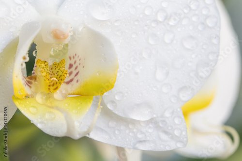 Beautiful white orchid flower in water drops. Macro nature.