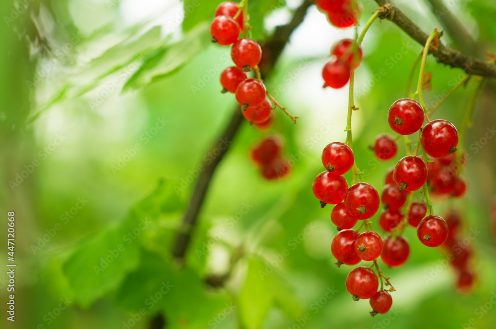Ripe red currants in the garden. A branch of berries on a green background. Ripe red currants in the garden. A branch of berries on a green background.