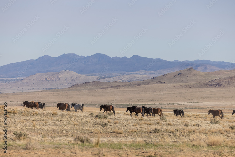 Herd of Wild Horses in the Utah Desert Herd of Wild Horses in the Utah Desert