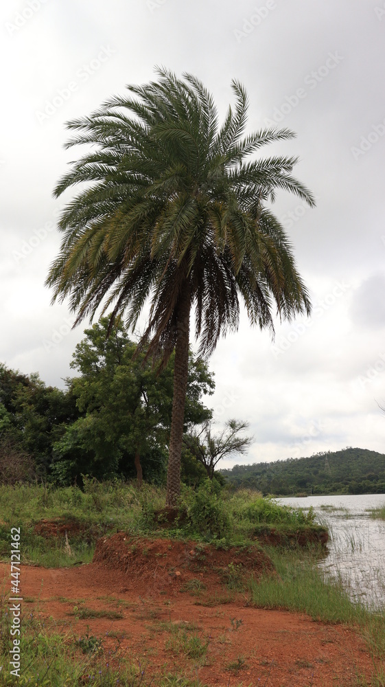 Fototapeta premium Phoenix sylvestris also known as silver date palm, Indian date, sugar date palm