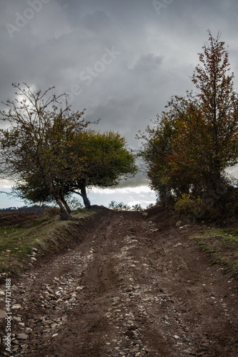 Road, mountains, trees and cloudy sky © Oleksii Rukobratskyi