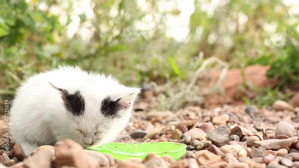 A small homeless dirty kitten drinks milk on the street.
A small homeless dirty kitten drinks milk on the street.