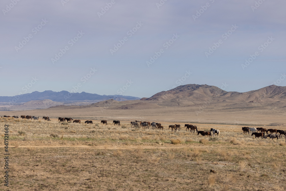 Herd of Wild Horses in the Utah Desert Herd of Wild Horses in the Utah Desert