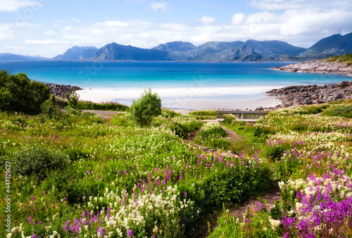 Hiking trail among a picturesque flowering meadow covered with various flowers. Sandy beach by the azure bay against the backdrop of mountains and field of wild flowers.