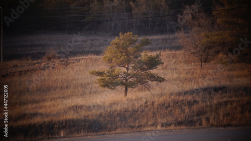 landscape with trees