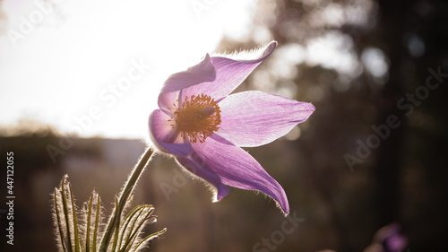 purple flower in spring