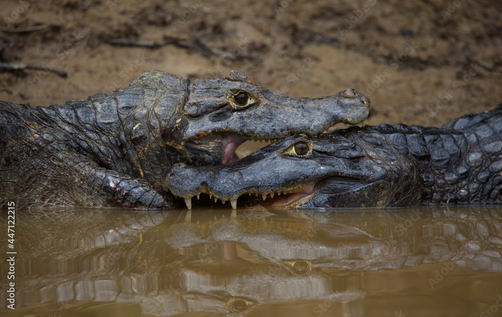 Extreme closeup portrait of two Black Caiman (Melanosuchus niger) fighting in water with jaws locked open showing teeth, Bolivia Extreme closeup portrait of two Black Caiman (Melanosuchus niger) fighting in water with jaws locked open showing teeth, Bolivia