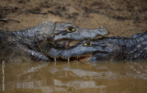 Extreme closeup portrait of two Black Caiman (Melanosuchus niger) fighting in water with jaws locked open showing teeth, Bolivia