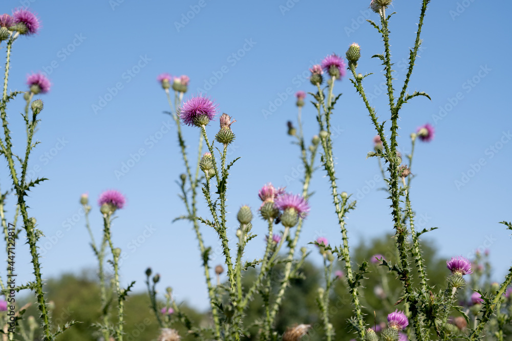 thistle flower in a meadow