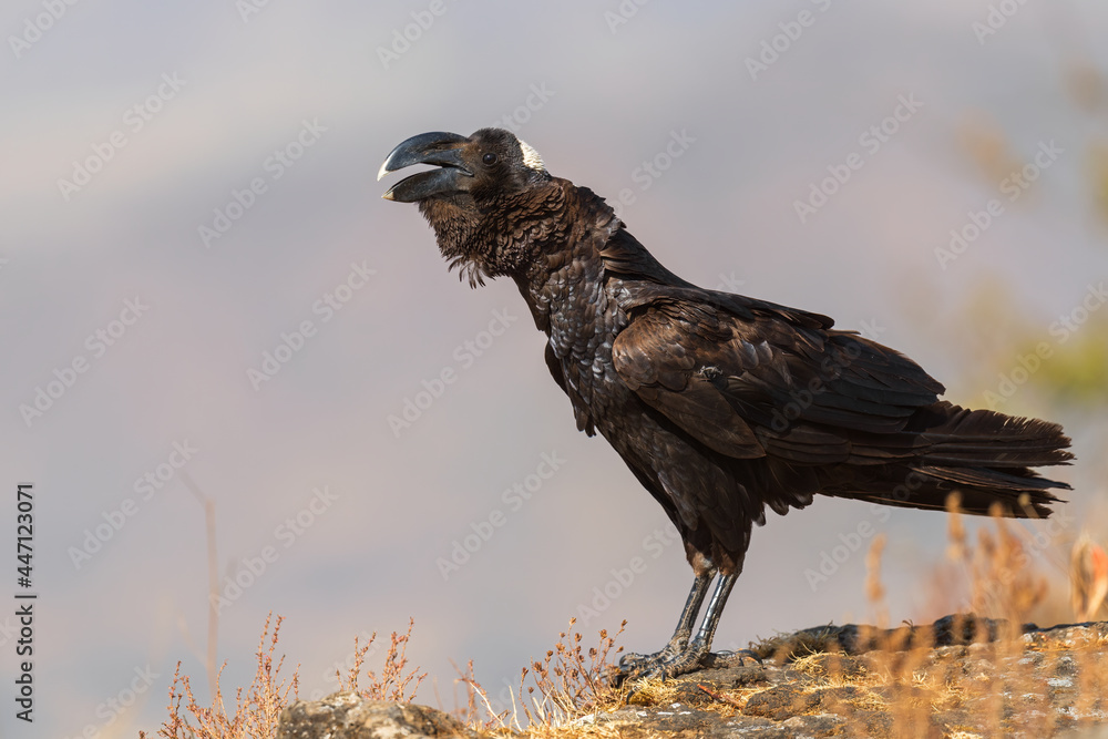 Thick-billed Raven - Corvus crassirostris, large black bird endemic in Ethiopia, Simien mountains. Thick-billed Raven - Corvus crassirostris, large black bird endemic in Ethiopia, Simien mountains.
