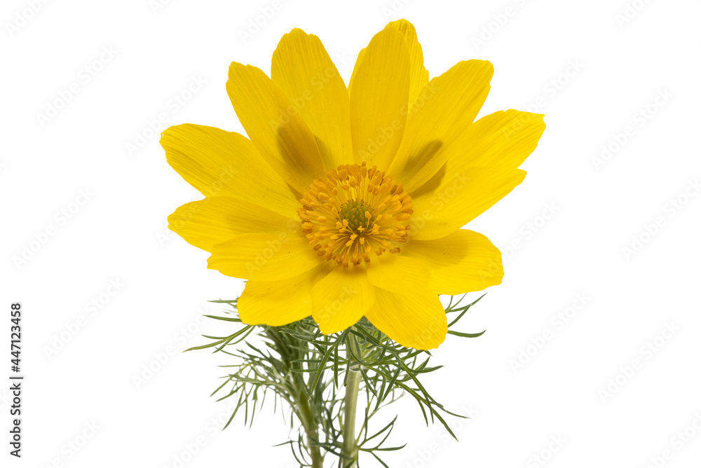 Adonis vernalis isolated Adonis vernalis isolated