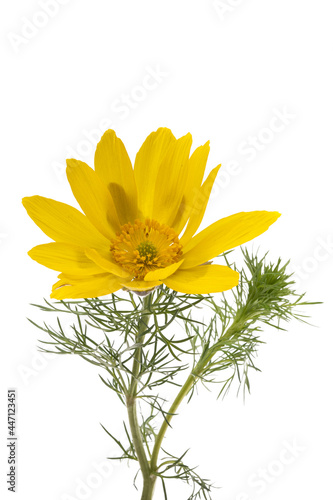 Adonis vernalis isolated photo