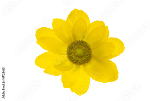 Adonis vernalis isolated