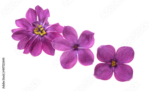 lilac flower isolated © ksena32