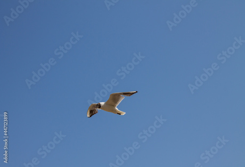 A lonely great white gull in the blue sky close-up and space to copy on a bright summer sunny day