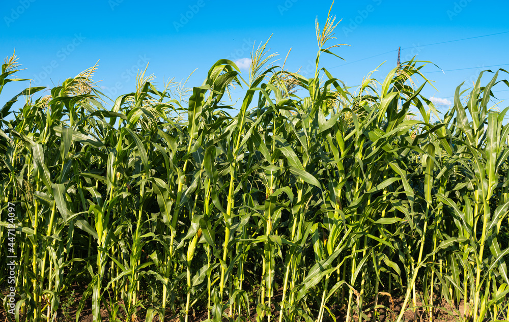 corn growing on a field on a sunny day corn growing on a field on a sunny day
