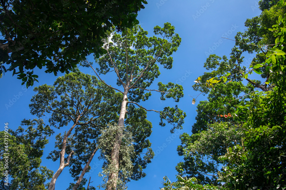 Fototapeta premium Southeast Asia, tourist attractions, Malaysia, Borneo, Sabah, Sandakan, jungle, big trees