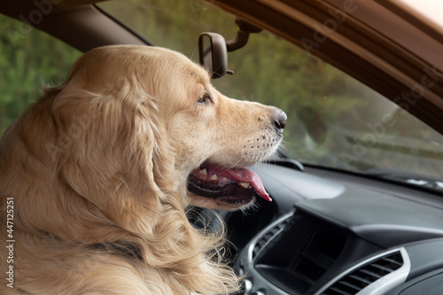 The dog is in the car.Golden Retriever in the car.