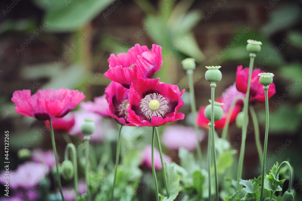 Fototapeta premium Deep pink opium poppy in flower
