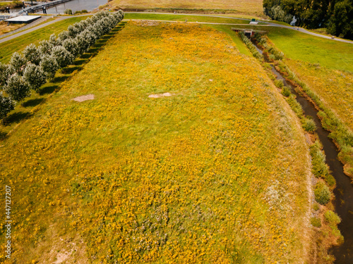 Aerial drone view of the field full of yellow wildflowers in the Netherlands