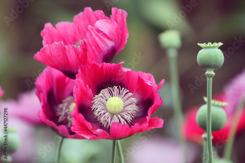 Deep pink opium poppy in flower photo