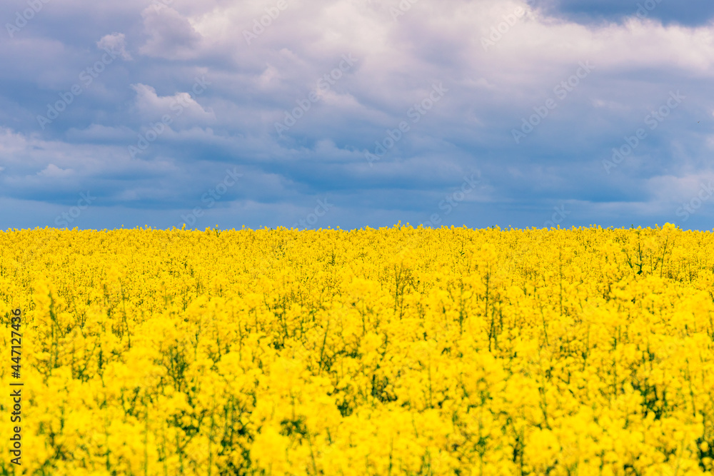 Fototapeta premium Frühling an der Ostsee am Timmendorfer Strand mit einem blühendem Rapsfeld in den Dünen