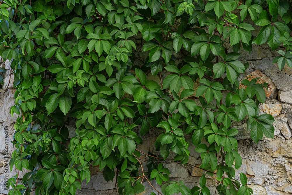 Ivy leaves on old grunge stone wall. Natural summer abstract background. copy space. Ivy leaves on old grunge stone wall. Natural summer abstract background. copy space.