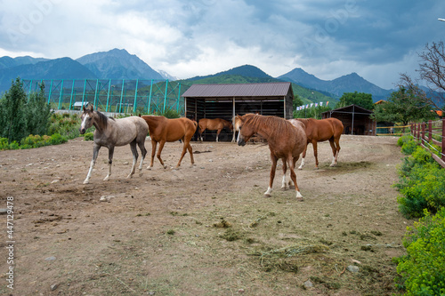 horses in the farm